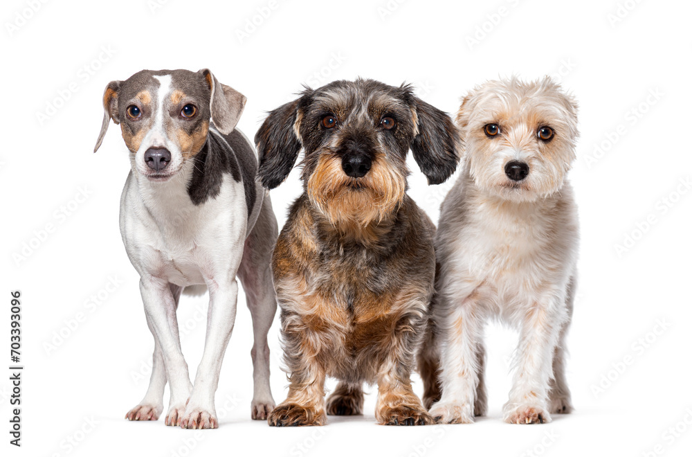 Jack Russell Terrier, Dachshund and Mongrel, Isolated on white