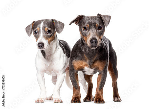 Two Young Jack Russell Terrier looking at the camera  Isolated on white