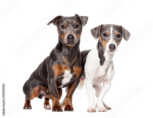 Two Young Jack Russell Terrier looking at the camera, Isolated on white