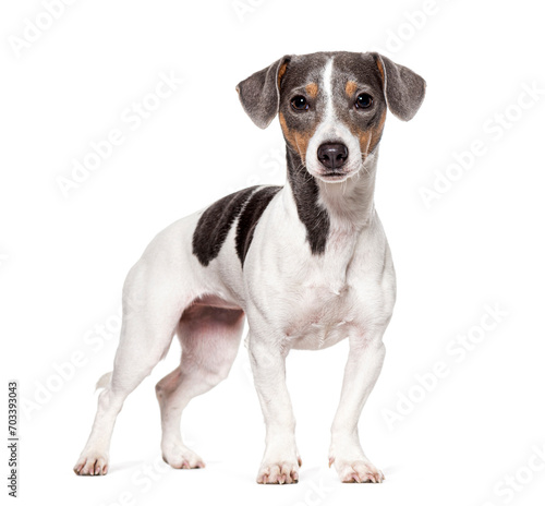 Tricolor portrait of a cute Jack Russell Terrier puppy, Isolated on white © Eric Isselée