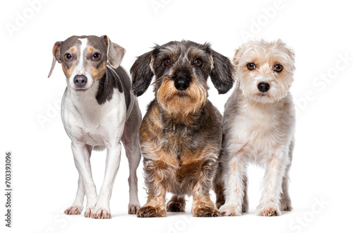 Jack Russell Terrier, Dachshund and Mongrel, Isolated on white