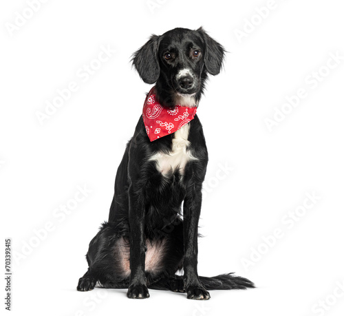 Mongrel border collie X Setter wearing a red scarf © Eric Isselée
