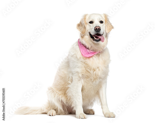 Panting Golden retriever wearing a pink scarf, isolated on white