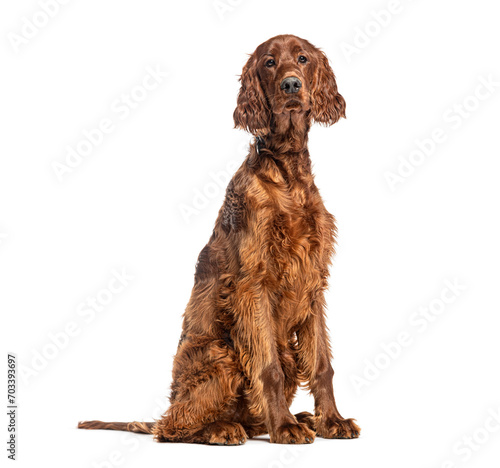 Foto Sitting irish setter looking at camera, isolated on white