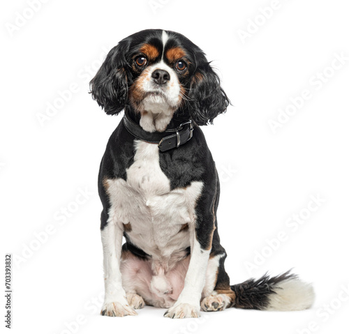 Sitting Cavalier King Charles wearing a dog collar, isolated on white