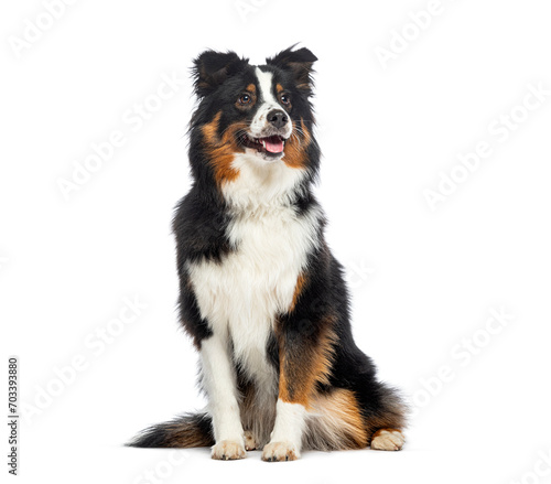 Cheerful Sitting American Shepherd panting and looking away, isolated on white