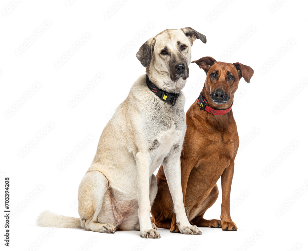 Two sitting Mongrels looking at the camera and wearing a dog collar, isolated on white