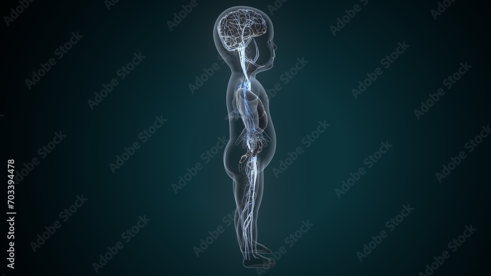 Human Heart Anatomy For Medical Concept 3D Illustration. Human Respiratory System Human Heart Anatomy For Medical Concept 3D Illustration. Human Respiratory System