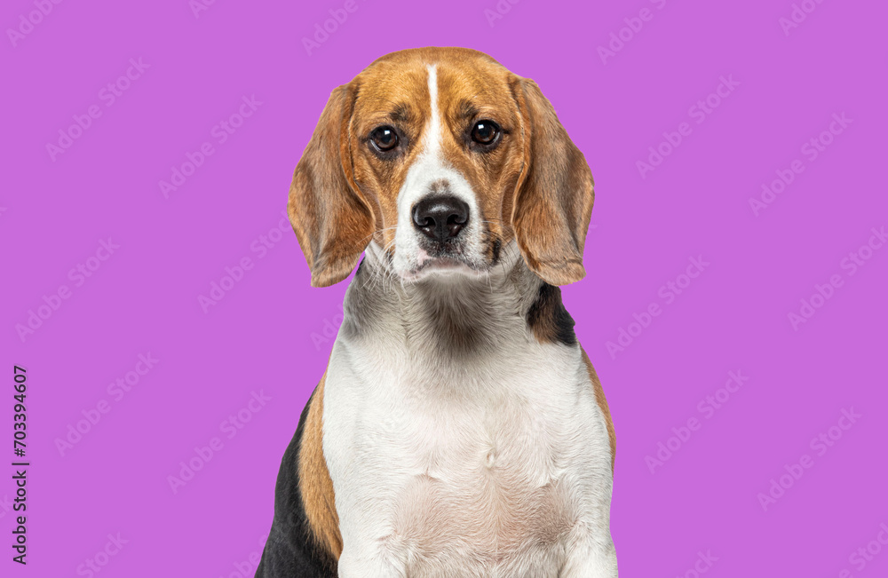 Head shot portrait of a adult Beagle looking at the camera against pink background Head shot portrait of a adult Beagle looking at the camera against pink background