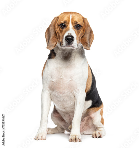 portrait of a adult Beagle looking at the camera, isolated on white
