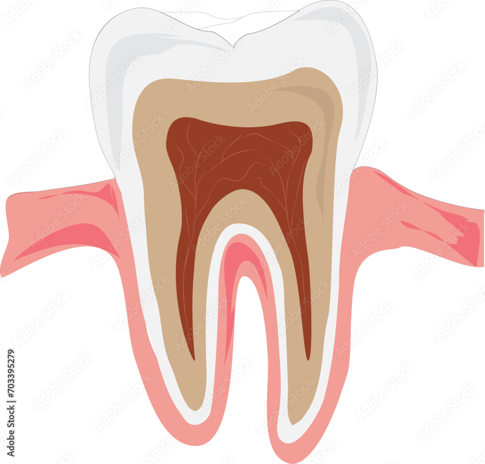 Human teeth isolated on white background Human teeth isolated on white background