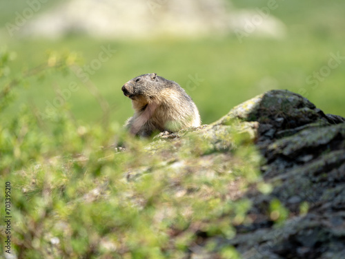 A small squirrel is seen peeking over the edge of a rock or ground, with its face partially obscured by an unidentifiable blurred object. The background is filled with a soft focus of greenery indicat