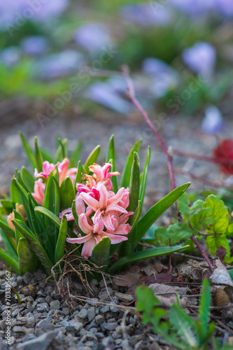 Close-up fragrant flowering hyacinth with the flowers in form a spike or raceme in a clody day in spring