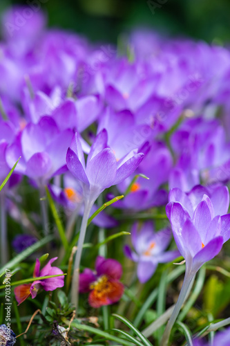 Close-up purple flowers of crocus in cloudy day with violet petals