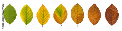 Rotbuche (Fagus sylvatica), Blätter mit Herbstfärbung