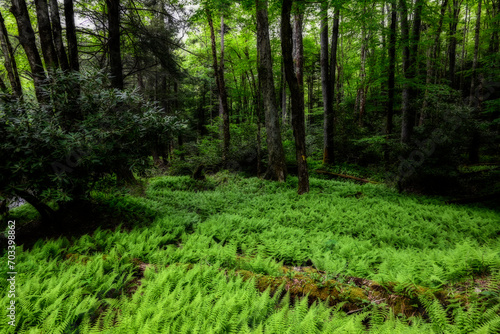 Fototapeta Naklejka Na Ścianę i Meble -  Green patch of fern out in the woods