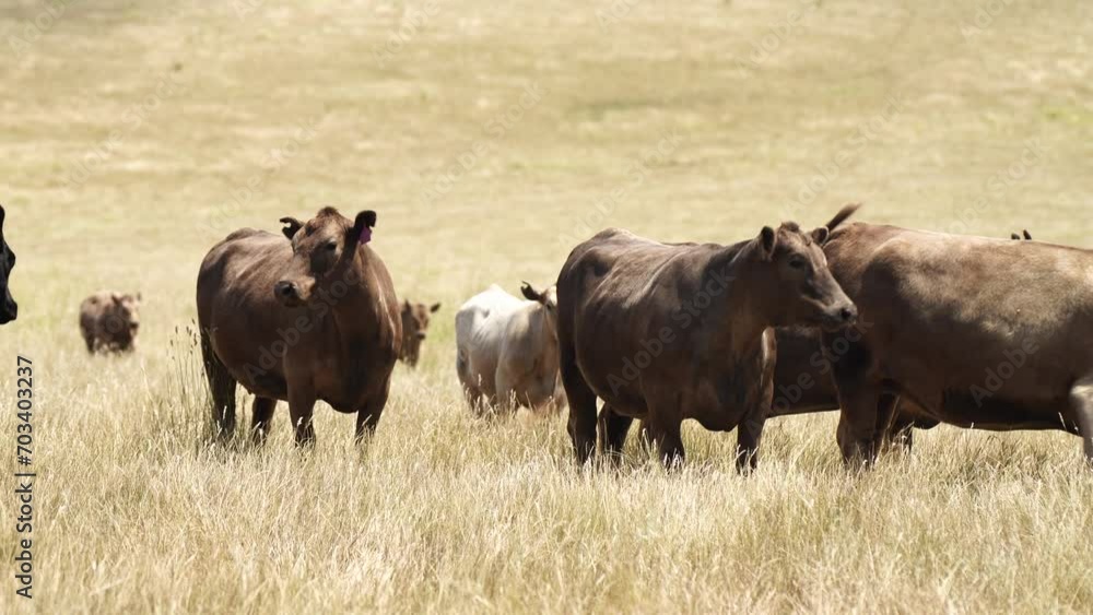 sustainable cows in a dry field eating grass in Australia sustainable cows in a dry field eating grass in Australia