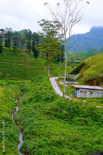 green tea plantation landscape photo