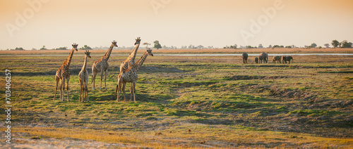 Elegant giraffes on African savannah © Pearl Media