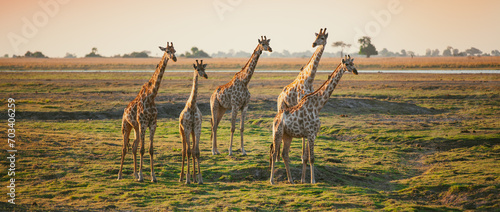 Group of giraffes on African savannah © Pearl Media
