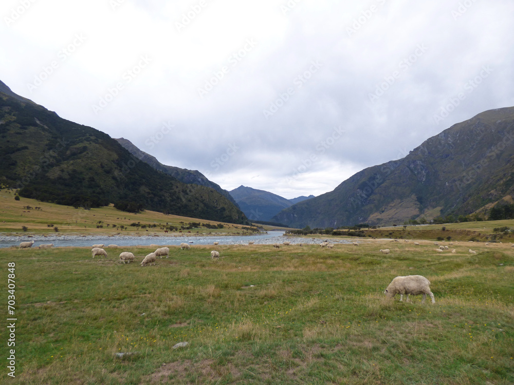 Sheep grazing on the meadow in New Zealand