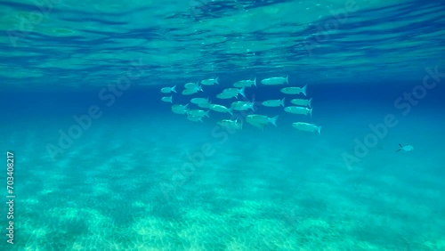 School of Mullet fish swims in blue Ocean under surface of water in btight sun rays, Slow motion. Shoal of Striped Mullet (Mugil cephalus) floating under water surface on shallows photo