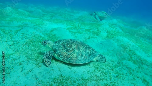 Two Sea Turtle grazing on hilly seabed, Slow motion, Great Green Sea Turtle (Chelonia mydas) with Remora fish (Echeneis naucrates) photo