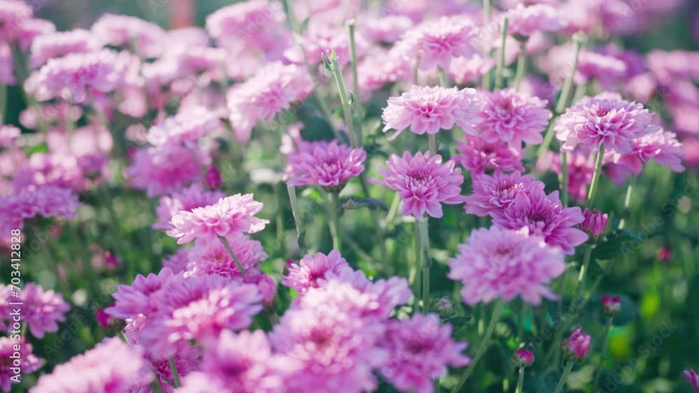 A garden of pink flowers swaying in the breeze on a sunny day A garden of pink flowers swaying in the breeze on a sunny day