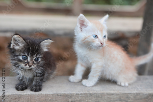 Two little kittens outdoors