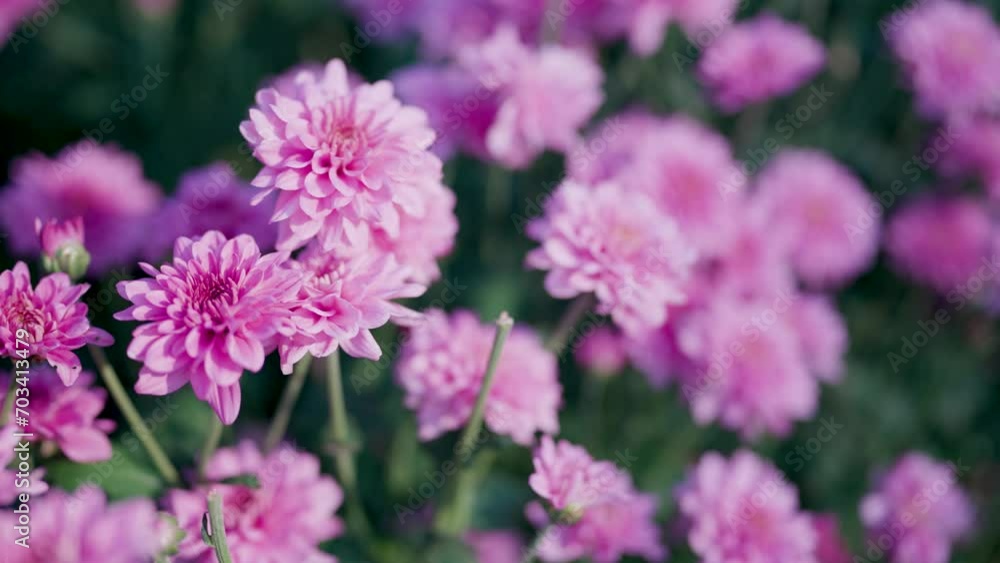 Top view of pink flower garden in bright sunlight Top view of pink flower garden in bright sunlight