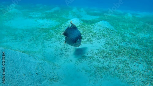 Close up of Trigger fish swims over sandy bottom and blows away top layer of sand in search of food, Slow motion. Yellowmargin Triggerfish (Pseudobalistes flavimarginatus) photo