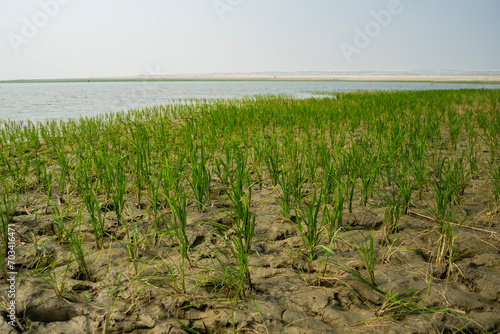 young shoots of rice in field