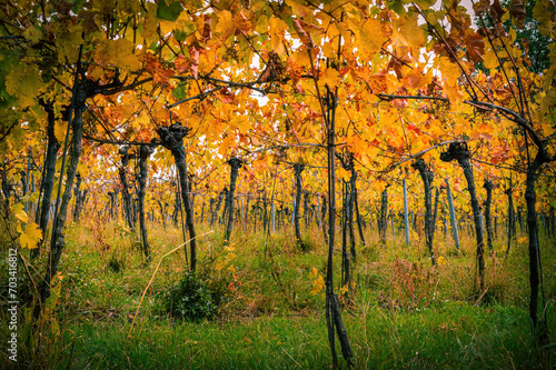 Vineyard in fall season