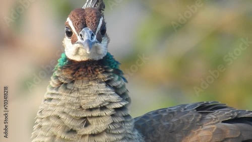 A Video Footage of a Peacock in the Village photo