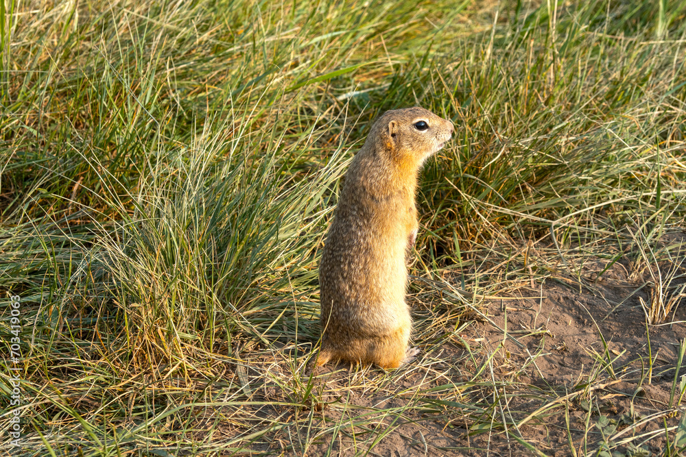 Fototapeta premium Wild gopher or ground squirrel in the grass