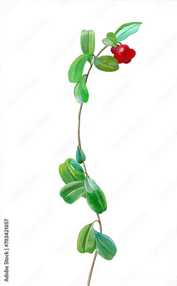 Fototapeta premium Illustration of lingonberry on white background. Red lingonberries branch. Red berry food concept. Food aesthetic. Hand paint, tempera. Forest berries concept. Hand drawing. Green leaves branch. 