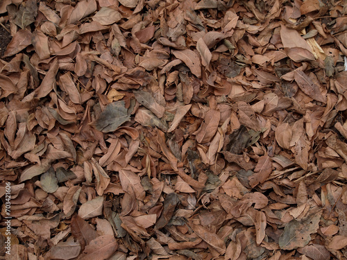 Dry leaves. Background of dry leaves lying on the ground.