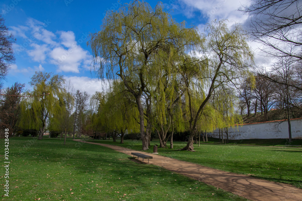 Fototapeta premium Public park in early spring, nature beginning turn to green in bright sunlight, willow trees and dirty path