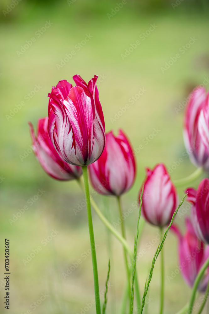 Pink and white bright color Rembrandt sorbet tulips in bloom, bouquet of springtime flowering plants in the ornamental garden