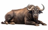 African Buffalo sleeping, looking at the camera on isolated white background.