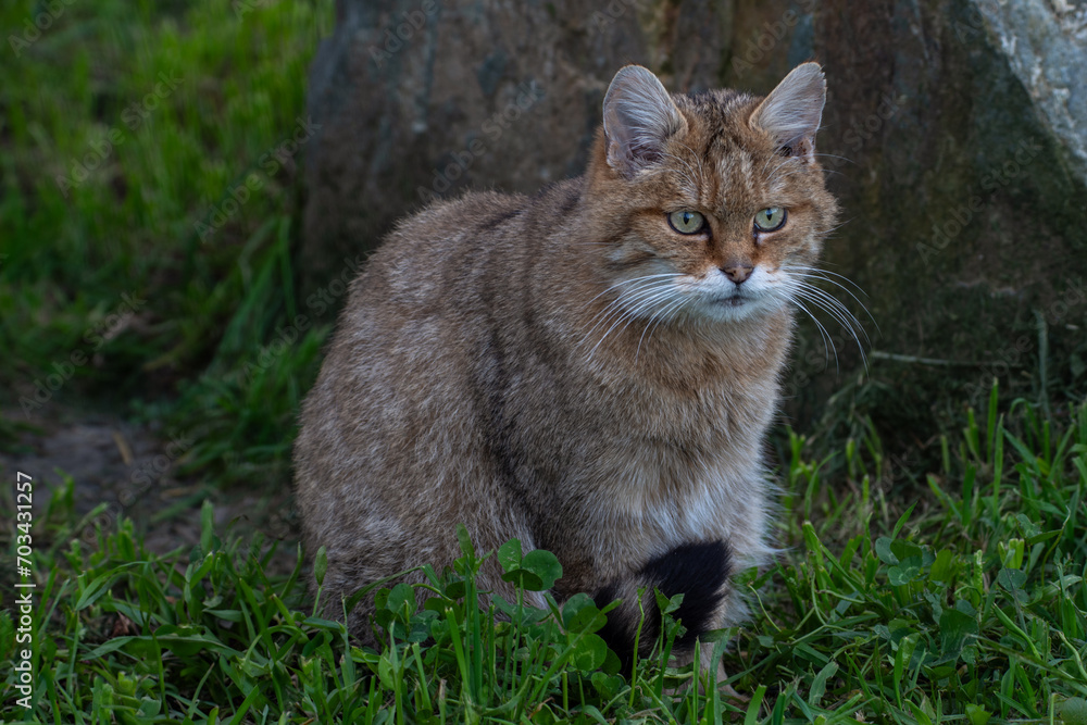 Wildkatze in Lauerstellung