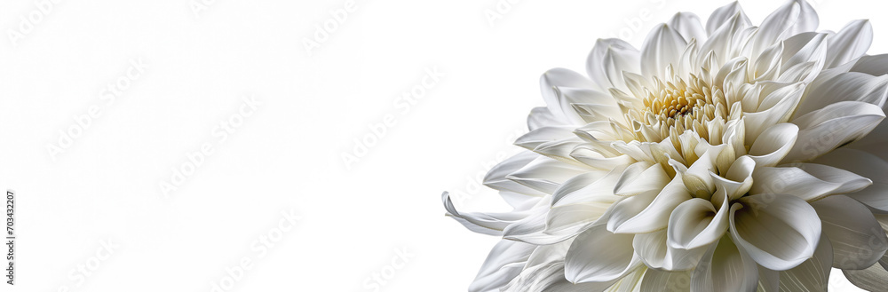 Close-up of a pristine white chrysanthemum on a white background, symbolizing purity or condolence in various cultures
