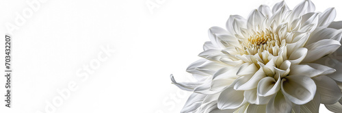 Close-up of a pristine white chrysanthemum on a white background, symbolizing purity or condolence in various cultures