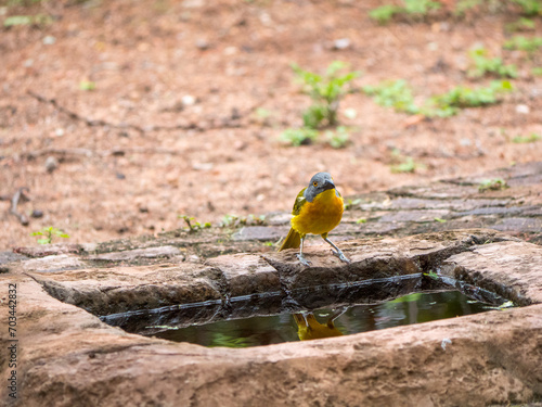 Oiseau jaune et gris poser sur le sol devant un bassin d'eau photo