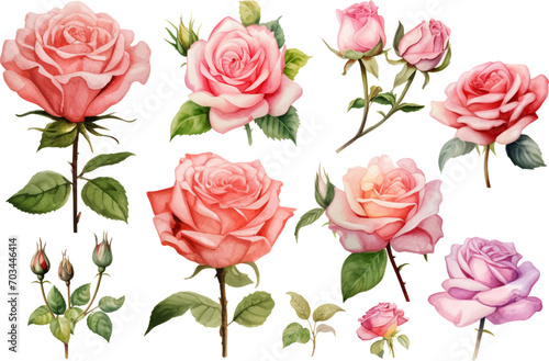 Watercolor illustration of rose flower
