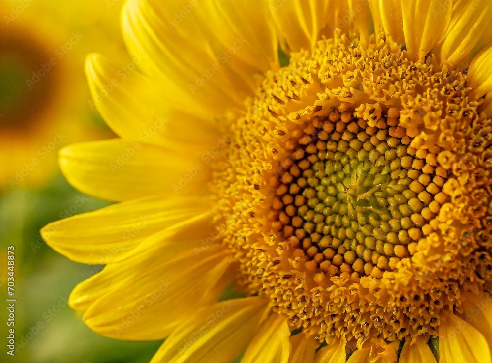 Sunflower field Sunflower field