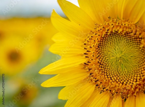 Sunflower field