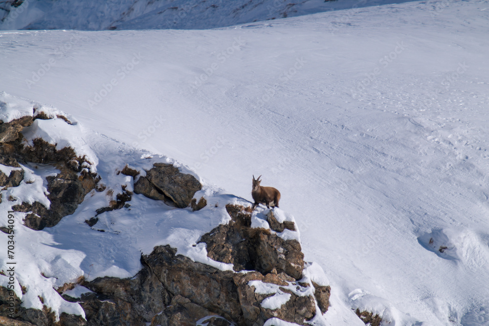 a alpine ibex female in the snow capped alps, the Hohe Tauern national park in austria, at a sunny winter day 