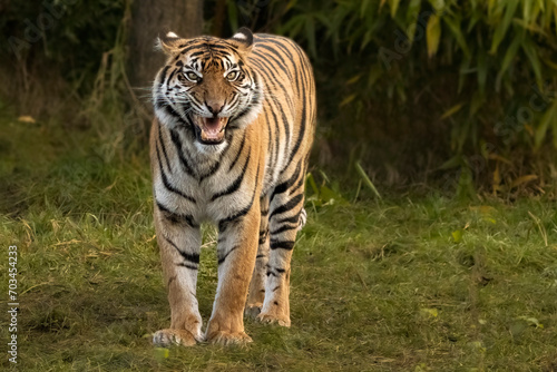 Kasarna, female Sumatran tiger