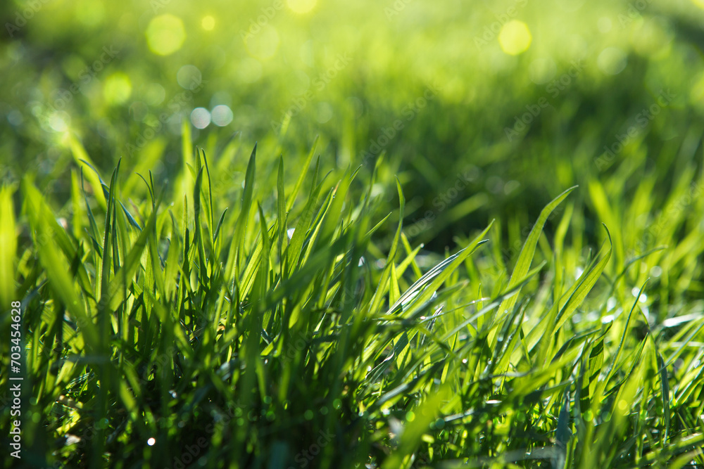 Bright green juicy grass on a blurry background. Soft focus. Bright green juicy grass on a blurry background. Soft focus.